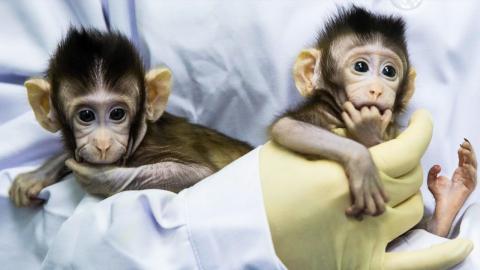 Trivia Game - Top 10 Animal Human Hybrids in Film