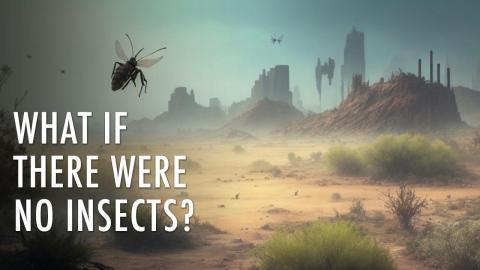 What Would Happen If All Insects Disappeared? | Unveiled