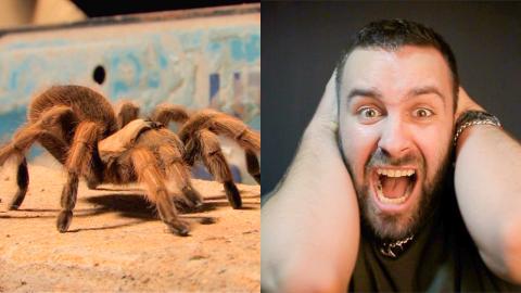 Trivia Game - Top 10 Cartoons Characters That Doesn't Feel Fear