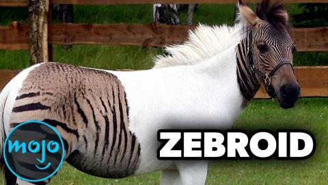 The Top Ten Bizarre Hybrid Animal That Actually Exist