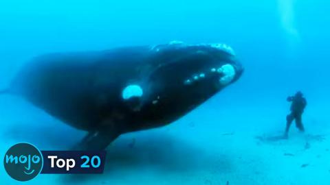 Trivia Game - Top 10 Anthropomorphic Animals Cartoons