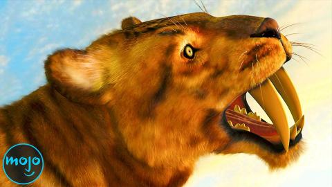 Top 10 Animals That Went Extinct During Human History