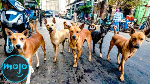 Trivia Game - Top 10 Movie Animals That Look Too Human