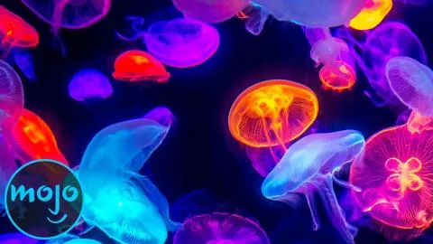 Top 10 Weirdest Glow In The Dark Creatures