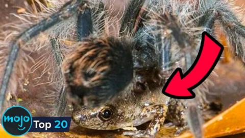 Top 10 WEIRDEST Real Animal Relationships