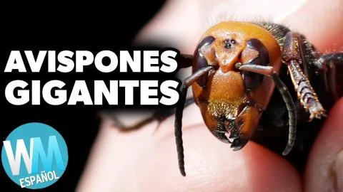 ¡Top 10 MISTERIOS Más ESPELUZNANTES del 2020!