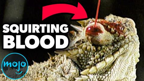 Top 10 Surprisingly Creepy Animals