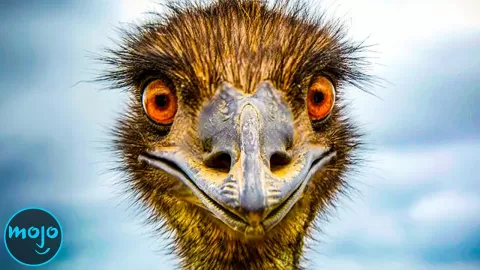 Top 10 Most Dangerous Birds