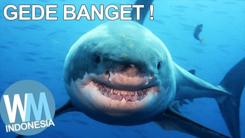 10 JENIS IKAN HIU TERBESAR DI DUNIA! | Articles on WatchMojo.com