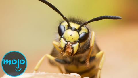 Top 10 Most Terrifying Insects In The World