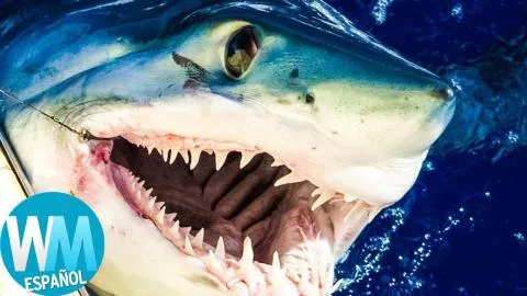 ¡Top 10 Especies de TIBURÓN Más Temibles!