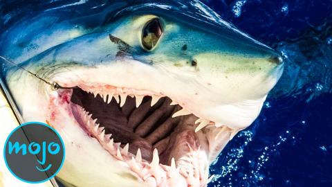 Top 10 Scariest Shark Species