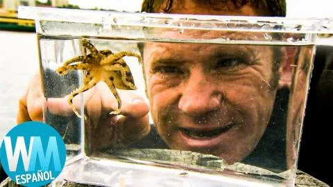 ¡Top 10 Animales Más Pequeños Que Podrían Matarte!