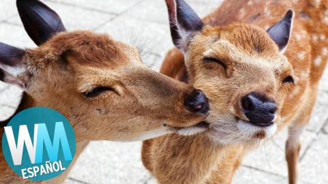 Trivia Game - Top 10 Animales Que Queremos Como Pokémon