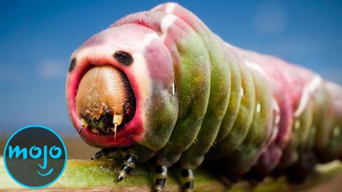 Top 10 weird insects of this world