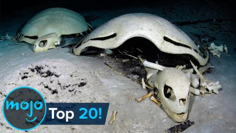 Top 20 Creepiest Things Found in the Ocean