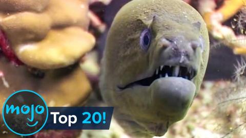 Top 10 most dangerous Sea Creatures
