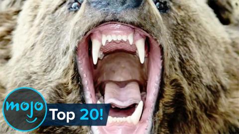 Top 10 Shows with Anthropomorphic Animals and No Humans (or Non-Anthropomorpic Animals)