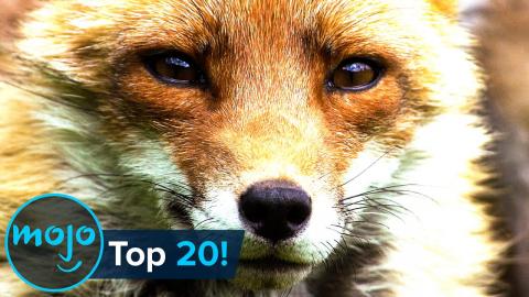 WatchMojo | Top 10 Cleanest Animals