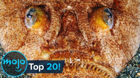 Top 10 Weirdest Deep Sea Creatures