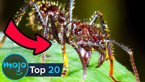 Top 20 Scariest Insects on Earth 