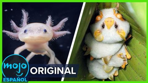 ¡Top 10 Especies EXTRAÑAS descubiertas en Latinoamérica!