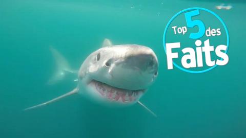 Top 5 des Faits sur les Attaques de Requins