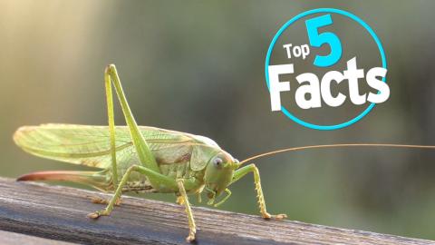 Top 5 Facts About Eating Bugs