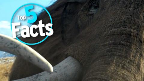 Top 5 Facts about Mammoths