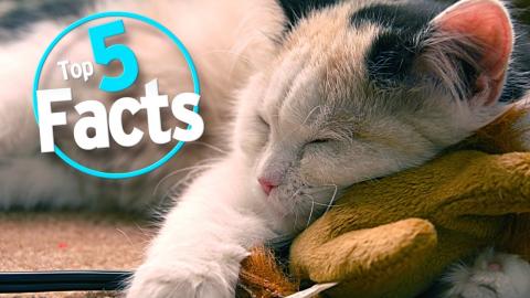 Uykuyla İlgili 5 Gerçek 