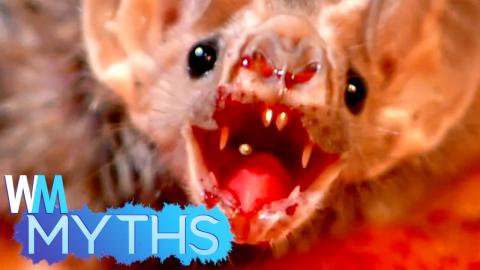 Top 5 Myths About Bats