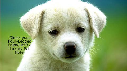 Treat Your Pet like a Star