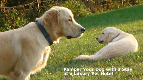 Pamper your Dog or Cat with a Stay at a Luxury Pet Hotel
