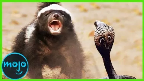 ¡Top 10 Peleas de Animales más LOCAS captadas en Cámara!