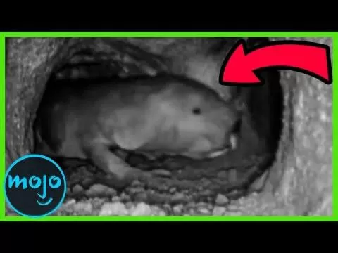 ¡Top 10 Criaturas más ESCALOFRIANTES de la Noche!