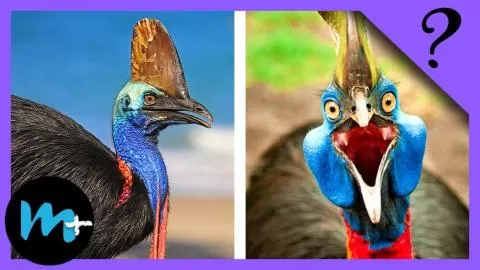 Top 10 UCCELLI più PERICOLOSI e LETALI!