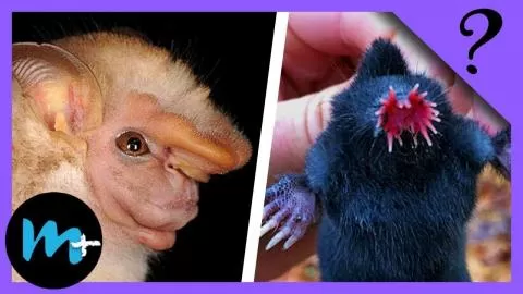 Top 10 ANIMALI ASSURDI che NON CONOSCI!