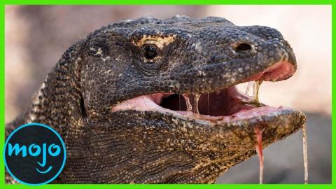 ¡Top 10 Reptiles más PELIGROSOS de la Tierra!