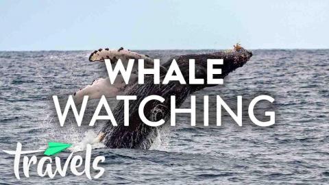 Top 10 Species of Whale