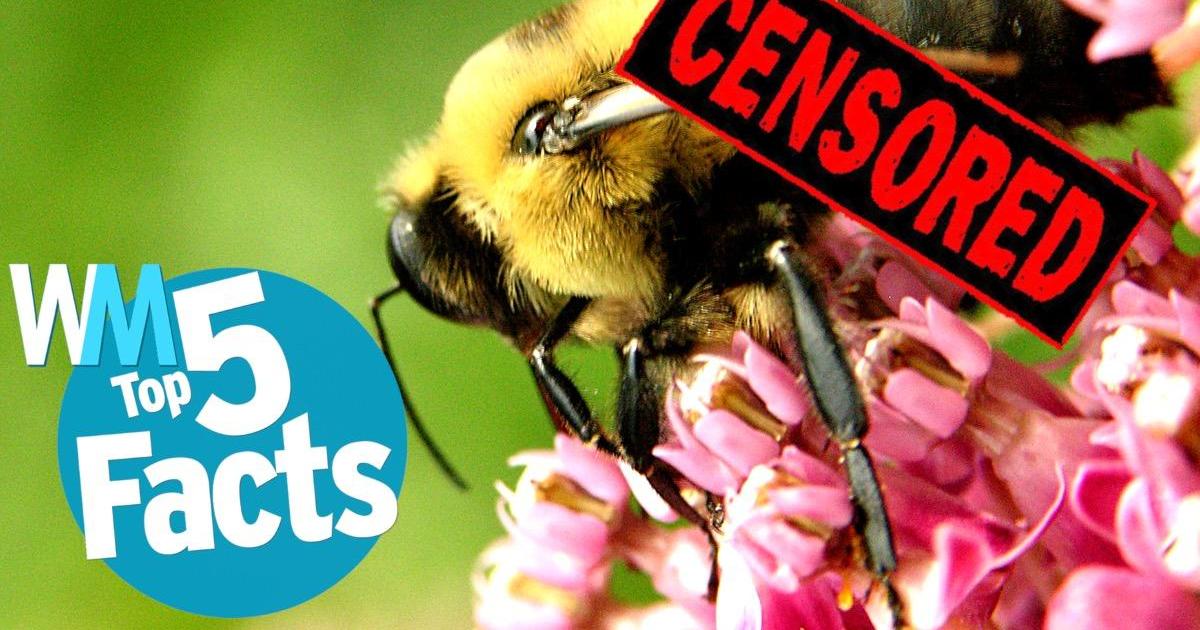 Top 5 Shocking Animal Sex Facts | Videos on WatchMojo.com