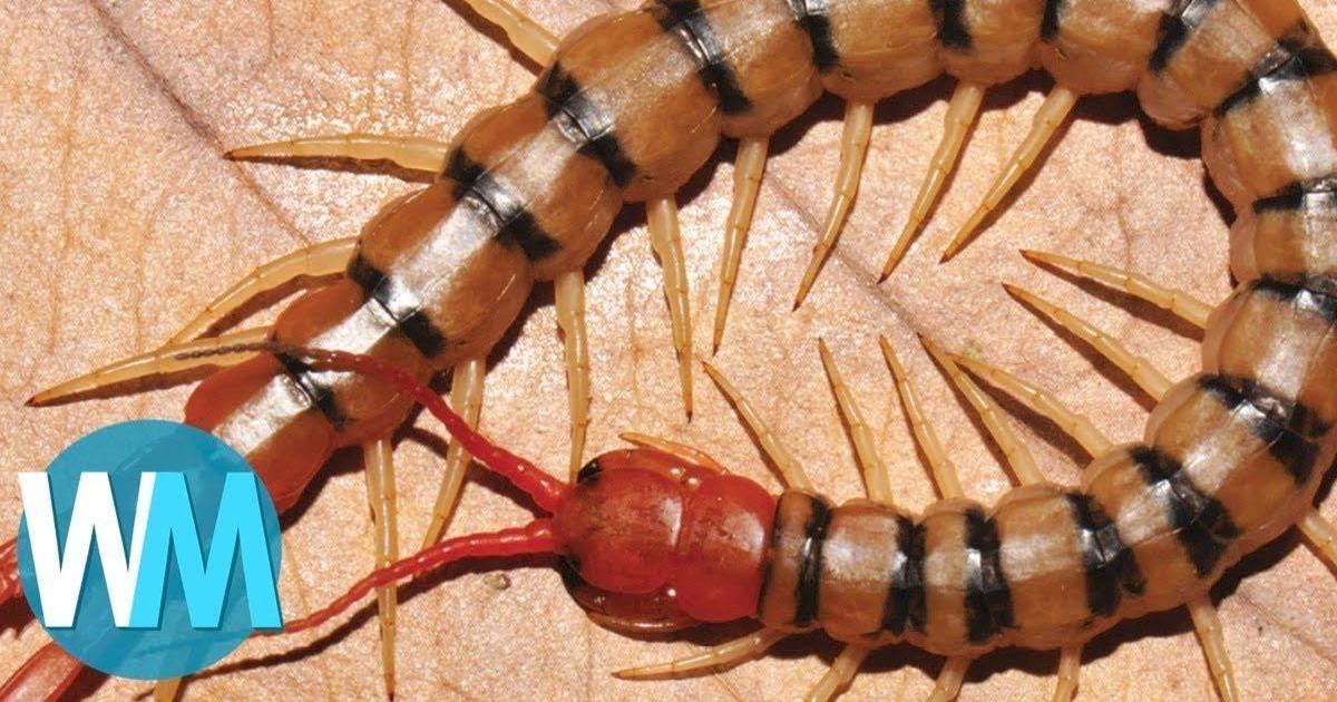 Top 10 Crazy Newly-Discovered Living Animal Species | Articles on Top 10 Crazy Newly-Discovered Living Animal Species | Articles on
