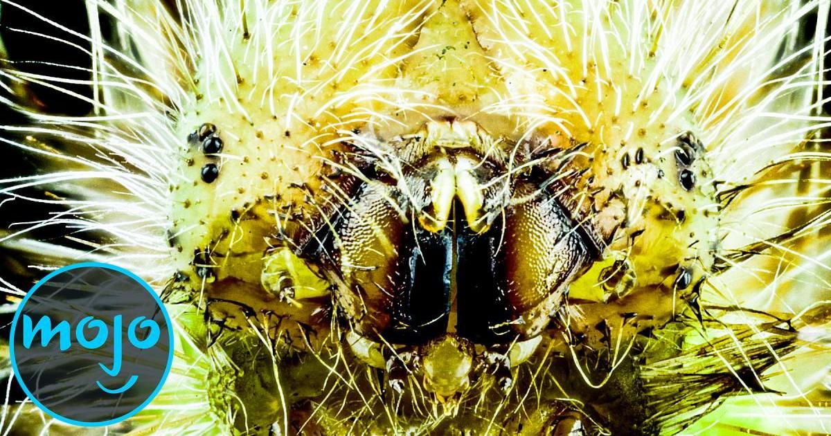 Top 10 Most Venomous Animals On Earth | Articles on WatchMojo.com