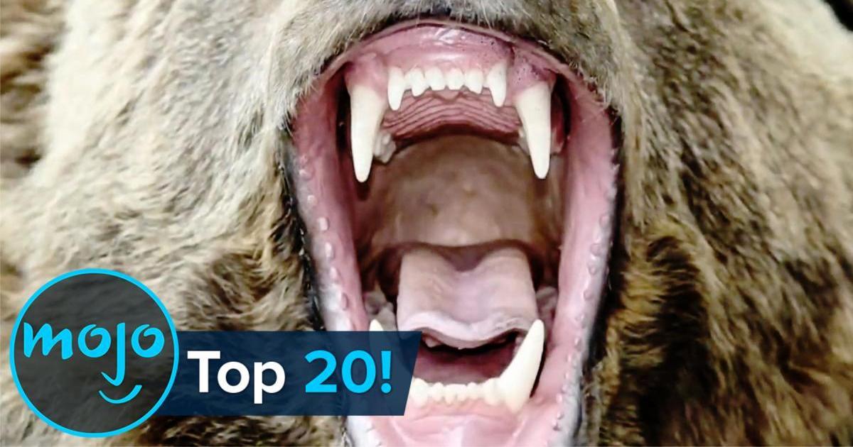 Top 20 Most Dangerous Animals in the World Top 20 Most Dangerous Animals in the World