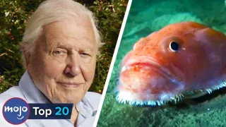 Top 20 Iconic David Attenborough Moments