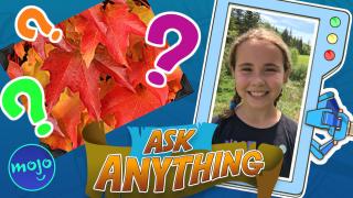 Why Do Leaves Fall In The Fall?