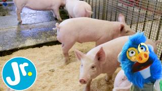Learn About PIGS! - UNCAGED with Joey & The Sloth