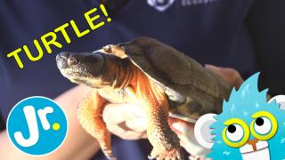 Joey meets a cute little TURTLE at the zoo!