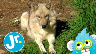 Learn About GREY WOLVES - UNCAGED with Joey & The Sloth