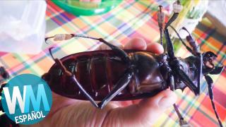 Top 10 Insectos mas GRANDES que REALMENTE existen