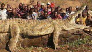 Top 10 Most Terrifyingly COLOSSAL Animals of All Time